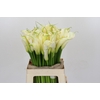 Zantedeschia Eydolls White