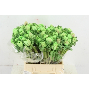 ANEMONE MISTRAL TALC MINT GREEN