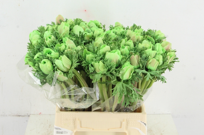 <h4>ANEMONE MISTRAL TALC MINT GREEN</h4>