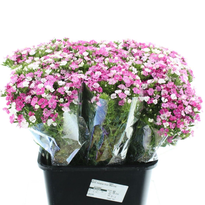 <h4>Di Barb Amazon Pink</h4>