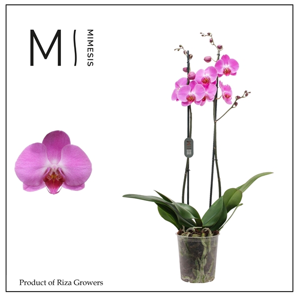 <h4>Mimesis Phal. Tigris - 2 spike 12cm</h4>