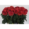 Dahlia Orange Fox