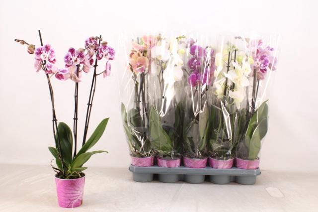 <h4>PHAL GEM 5 KL</h4>