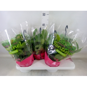 Philodendron scand.