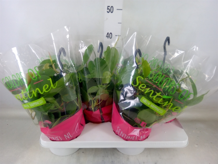 <h4>Philodendron scand.</h4>