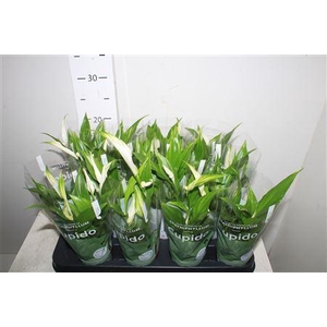 Spath Pearl Cupido 1n Hoes 2+