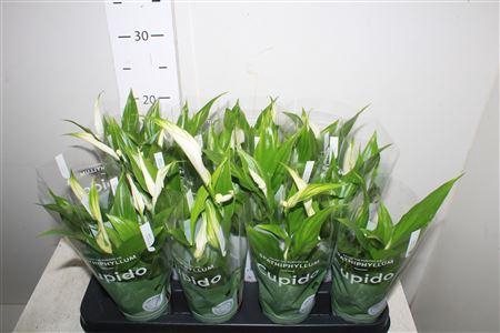 <h4>Spath Pearl Cupido 1n Hoes 2+</h4>