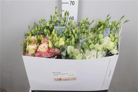 <h4>Eus G Alissa Gemengd</h4>