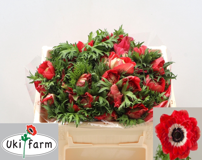 <h4>ANEM CO LEVAN ROSSO</h4>