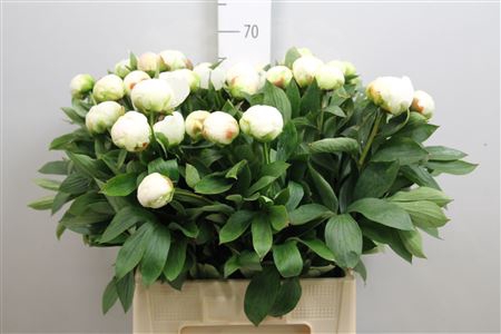 <h4>Paeo Madame Claude Tain</h4>