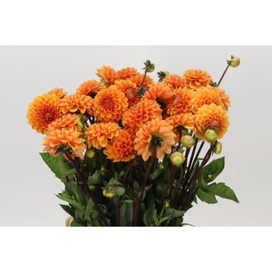 Dahlia Sylvia