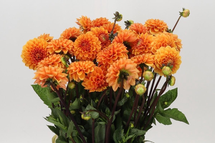<h4>Dahlia Sylvia</h4>
