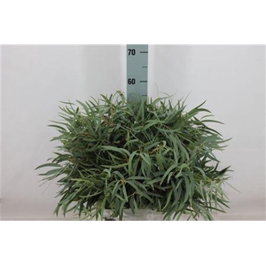 Euca Nicoli Kort 180 Gram