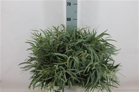 <h4>Euca Nicoli Kort 180 Gram</h4>