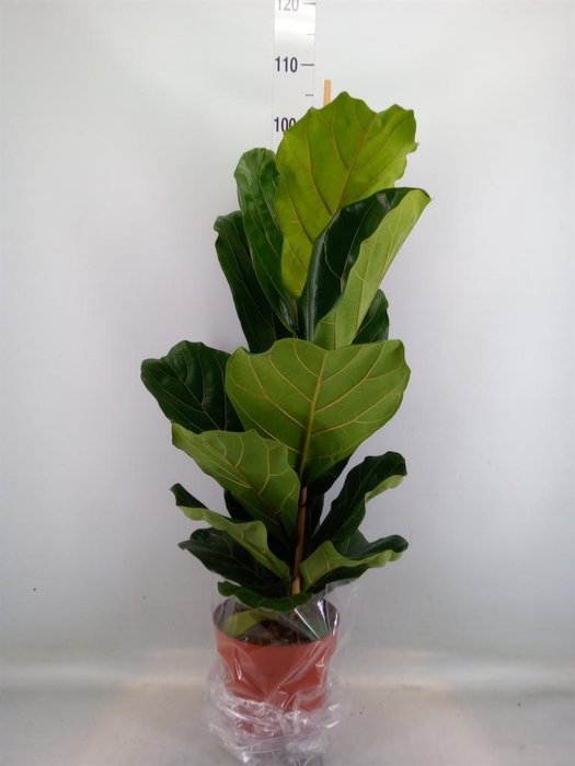 <h4>Ficus lyrata</h4>