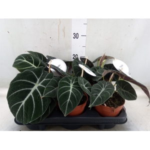 Alocasia  'Black Velvet'