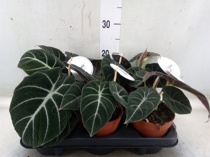 <h4>Alocasia  'Black Velvet'</h4>