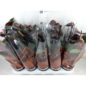 Anthurium  'Black Love'