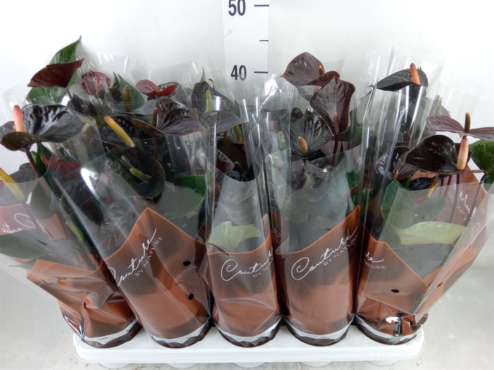 <h4>Anthurium  'Black Love'</h4>