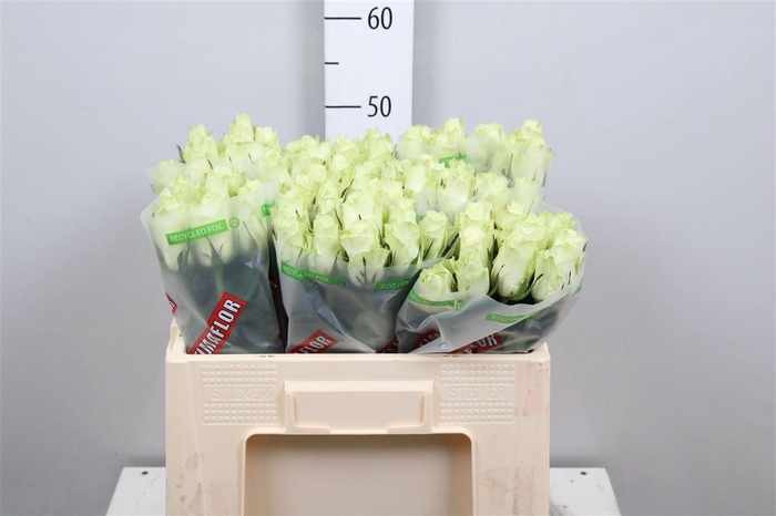 <h4>R Gr Athena</h4>