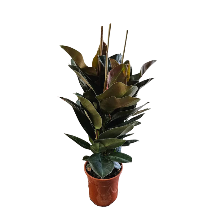 <h4>Ficus elastica 'Robusta'</h4>