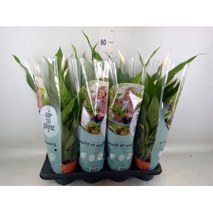 Spathiphyllum  'Sweet Chico'