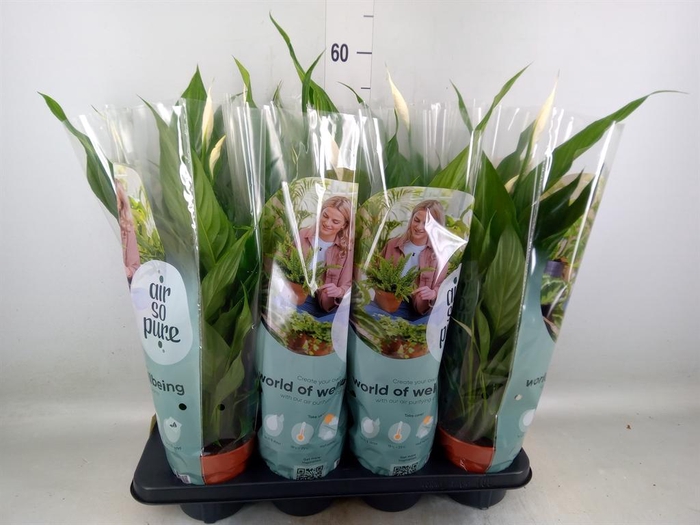 <h4>Spathiphyllum  'Sweet Chico'</h4>