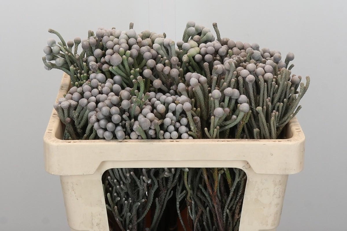 <h4>Kaaps Groen Silver Brunia</h4>