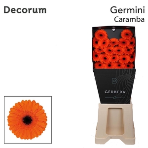 Germini Caramba Diamond Per Kaart