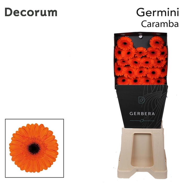 <h4>Germini Caramba Diamond Per Kaart</h4>