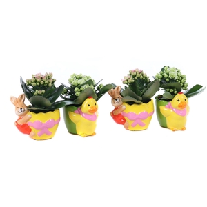 Kalanchoe mix 6 cm in planter 