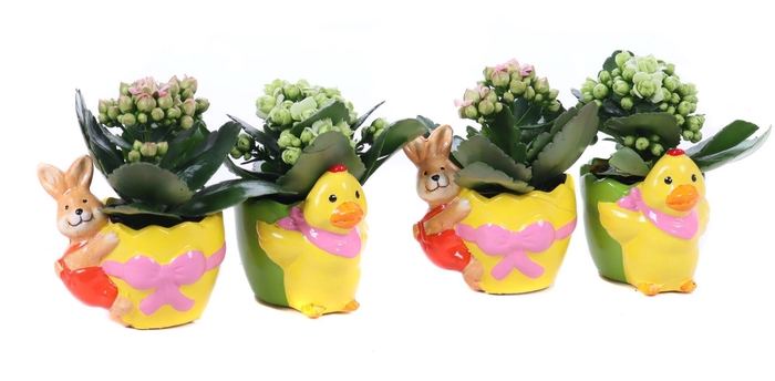 <h4>Kalanchoe mix 6 cm in planter "Duck and bunny are really funny"</h4>