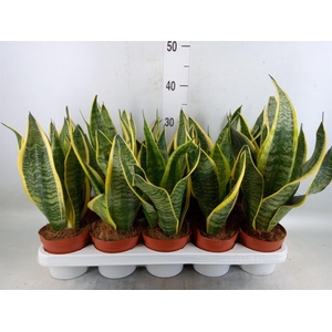 Sansevieria trifa. 'Futura Superba'
