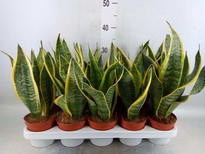 <h4>Sansevieria trifa. 'Futura Superba'</h4>