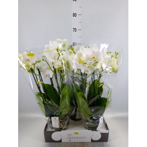 Phalaenopsis   ...white