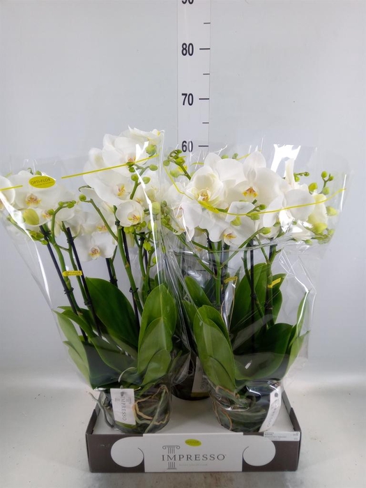 <h4>Phalaenopsis   ...white</h4>
