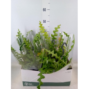 Epiphyllum anguliger