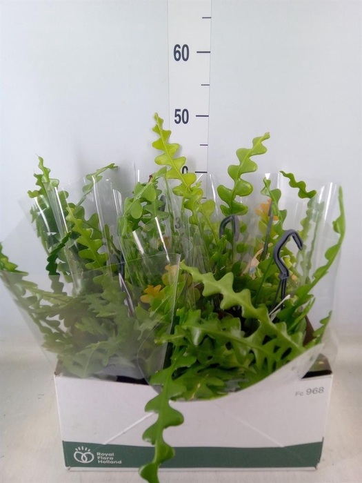 <h4>Epiphyllum anguliger</h4>