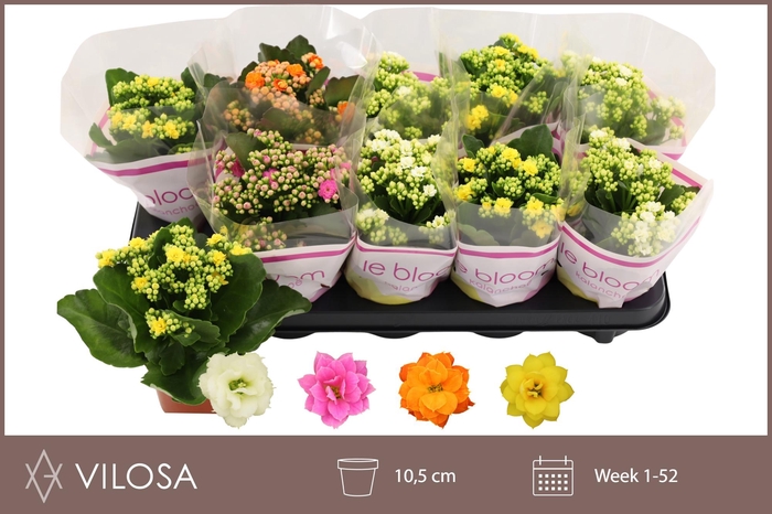 <h4>KAL GE GEM 4 KL</h4>