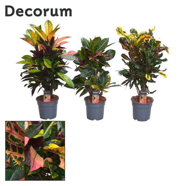 <h4>Croton vertakt mix 2-3 soorten (Decorum)</h4>