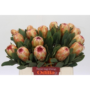 Protea Grandicolor