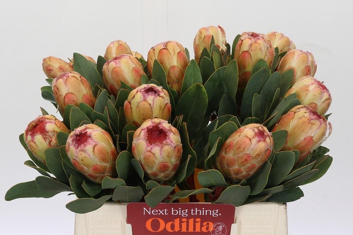 <h4>Protea Grandicolor</h4>