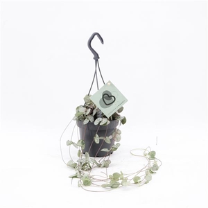 Ceropegia Woodii met Haak