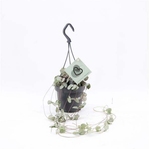 <h4>Ceropegia Woodii met Haak</h4>