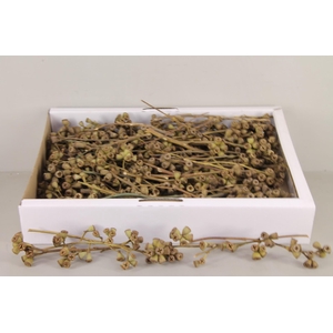 DF Conical Gum Branch Nat(50p)