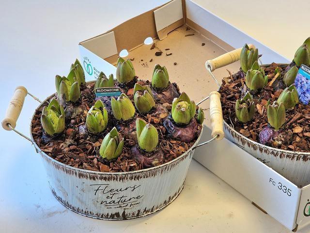 <h4>ARR HYACINTH</h4>