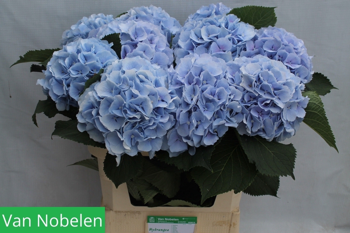 <h4>HYDR M CH VERENA BL</h4>