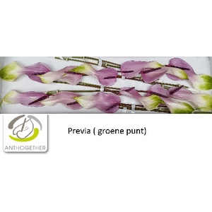 Anthurium Previa