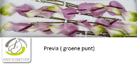 <h4>Anthurium Previa</h4>