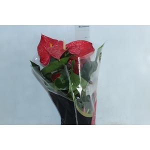 ANTHURIUM MICHIGAN P17 PREMIUM